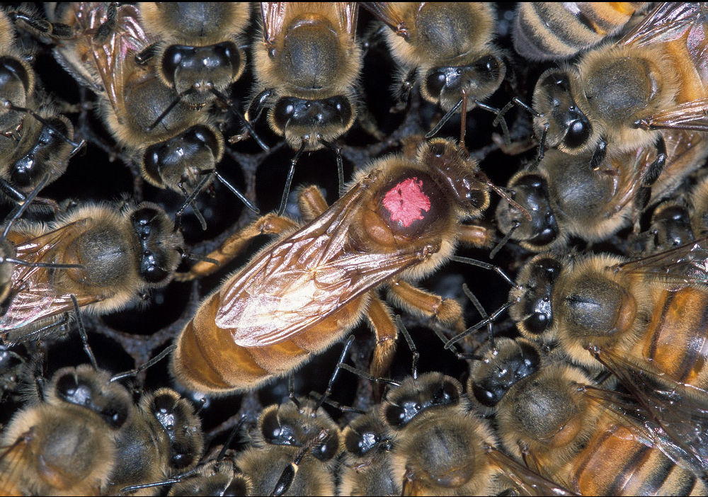 Queen Bee Executed After Successful Coup By Worker Bees » dnatured journal